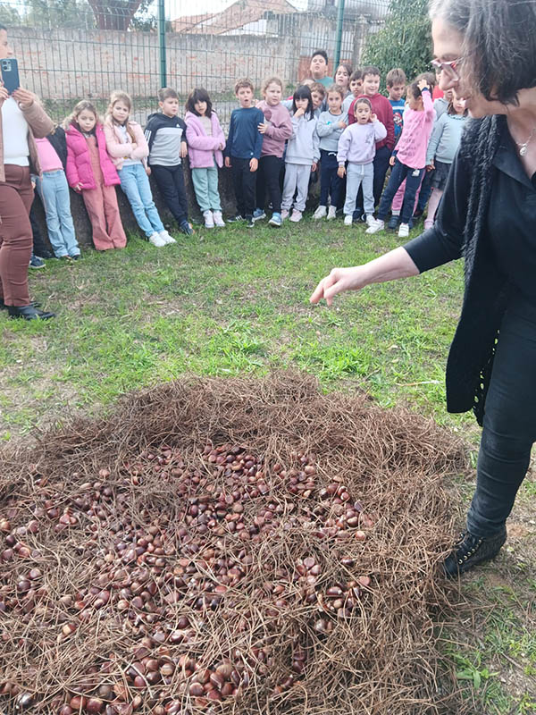 Dia de São Martinho