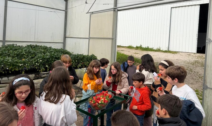 Visita de estudo à estufa de morangos